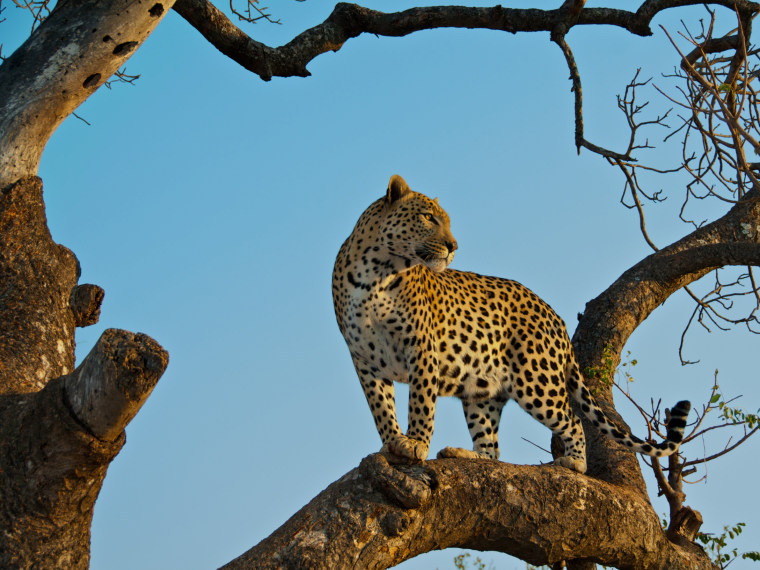 Image: Our first morning game drive on Safari in South Africa brought us this magnificent leopard.  He was bathed in the orange hues of the sunrise.