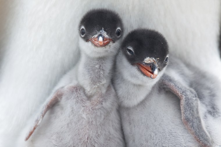 Image: Two newly hatched Gentoo Penguin chicks get their first glimpse at the Antarctic wilderness.