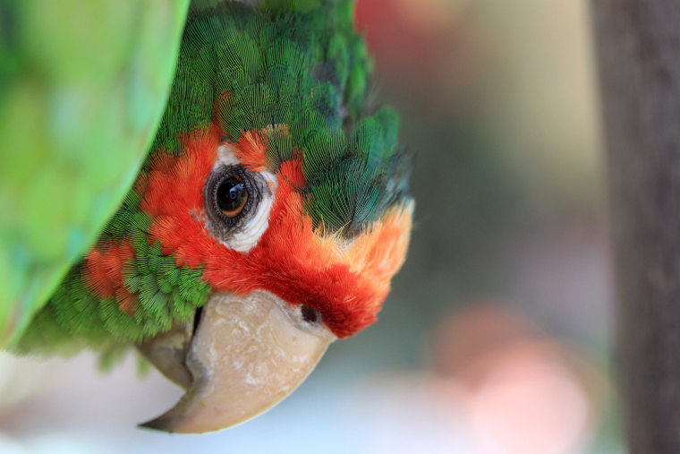 Image: Wild parrot at a cafe outside of Aquas Calientes in the Cuzco region of Peru.