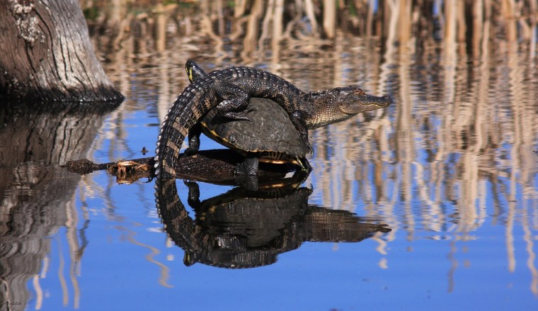 Image: I have seen alligators and turtles together in ponds before, but never like this!