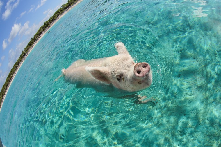 Image: This is one of the Big Major Cay's pigs swimming in the clear, turquoise waters of the Bahamas. Pigs are great swimmers!