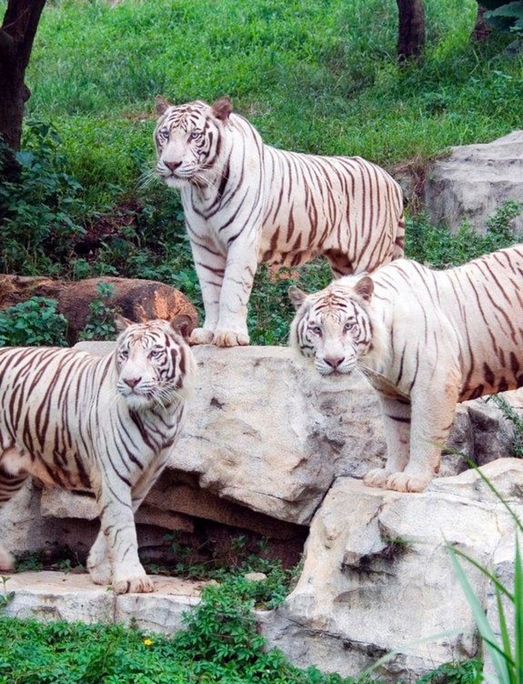 The coat of white tigers, such as these ones at Chimelong Safari Park in China, results from a change in a pigment gene.