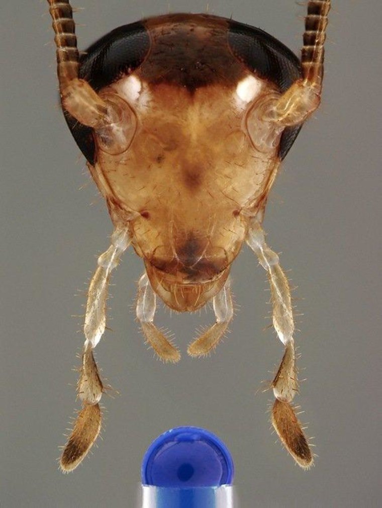 The head of a male German cockroach with antennae extending upward. Long maxillary palps and short labial palps extend downward toward a tasty droplet (blue). The antennae and palps all contain sensory hairs, some of which convey information about taste to the insect's central nervous system.