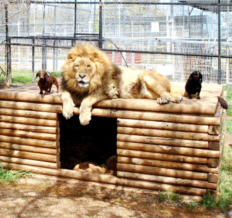 *** EXCLUSIVE***

WYNNEWOOD, OK - UNDATED: Bonedigger the lion with two dachshund pals Milo and Bullet at Exotic Animal Park in Wynnewood, Oklahoma.

...