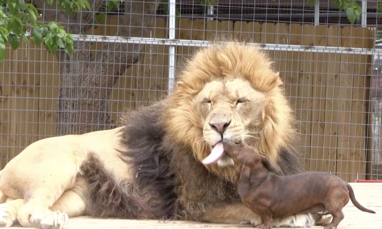 *** EXCLUSIVE***

WYNNEWOOD, OK - UNDATED: Bonedigger the lion interacts with his dachshund friend Milo at Exotic Animal Park in Wynnewood, Oklahoma.
...