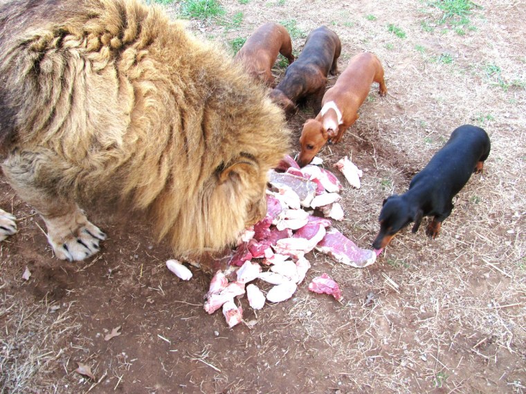 The Garold Wayne Zoological Park