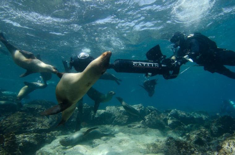 sea lions