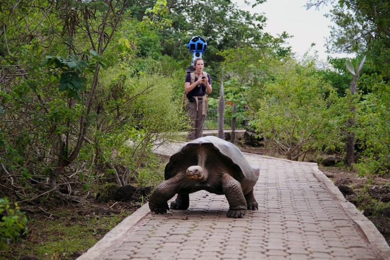 tortoise on trail