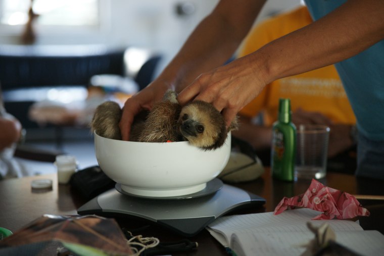 In Paramaribo, Suriname, sloths displaced by deforestation are rescued and released back into the wild with the help of  Green Heritage Fund Suriname.