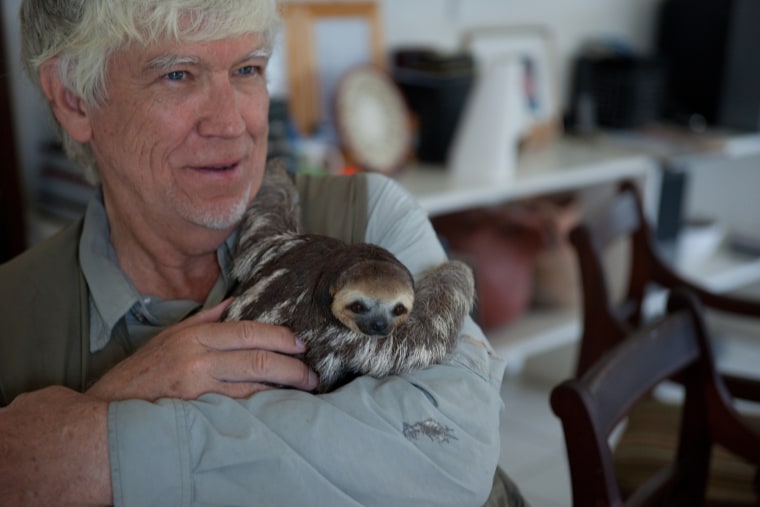 In Paramaribo, Suriname, sloths displaced by deforestation are rescued and released back into the wild with the help of  Green Heritage Fund Suriname....