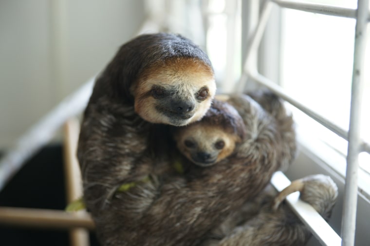In Paramaribo, Suriname, sloths displaced by deforestation are rescued and released back into the wild with the help of  Green Heritage Fund Suriname.