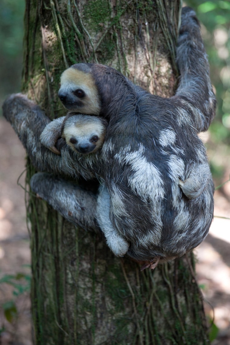 In Paramaribo, Suriname, sloths displaced by deforestation are rescued and released back into the wild with the help of  Green Heritage Fund Suriname.