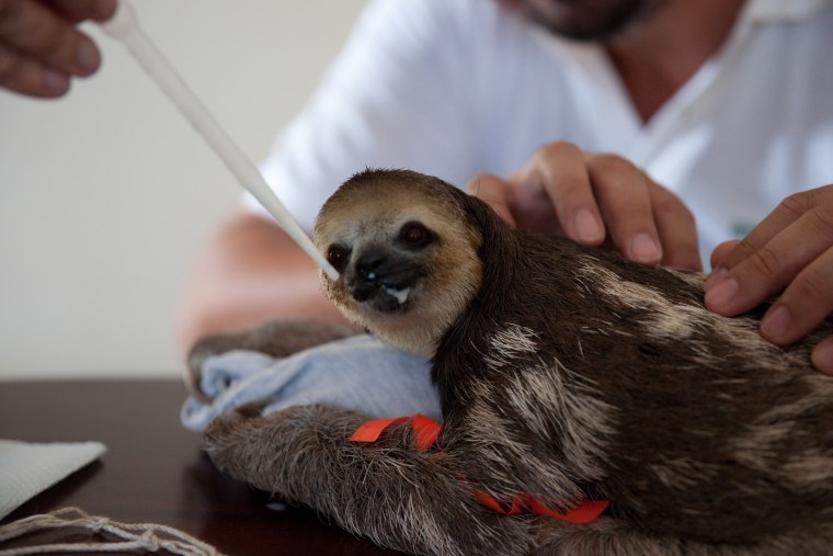 In Paramaribo, Suriname, sloths displaced by deforestation are rescued and released back into the wild with the help of  Green Heritage Fund Suriname.