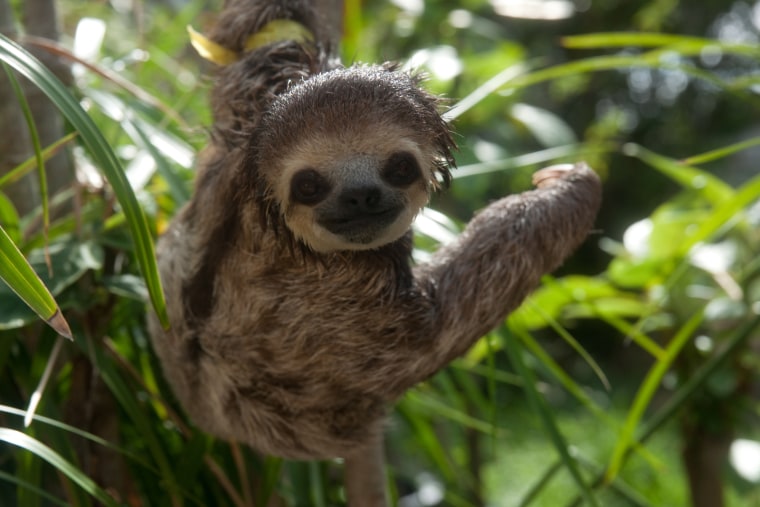 In Paramaribo, Suriname, sloths displaced by deforestation are rescued and released back into the wild with the help of  Green Heritage Fund Suriname.
