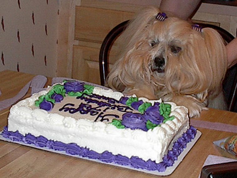 This TODAY fan's dog celebrated its birthday with a cake.