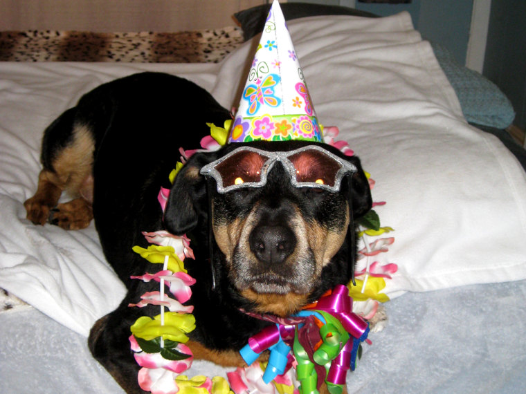 A TODAY fan submitted this photo of their dog having a birthday party.