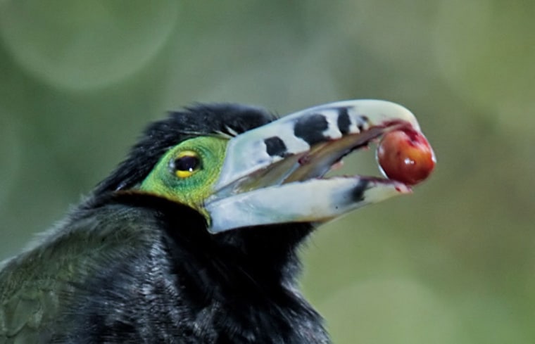 A toucanet eats a palm fruit in Brazil's Atlantic Forest. Toucanets, like toucans and other large birds, disperse big seeds over wide distances.