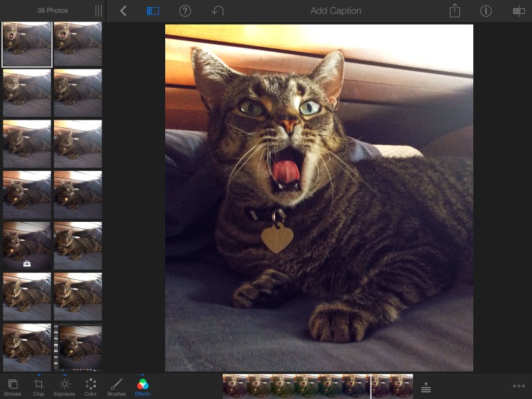 Editing cat photo using iPhoto on an iPad Air.