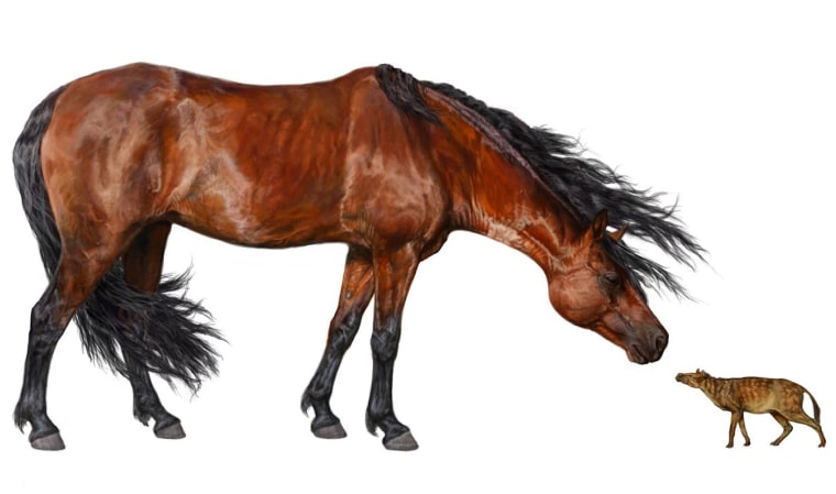 Image: Horse comparison