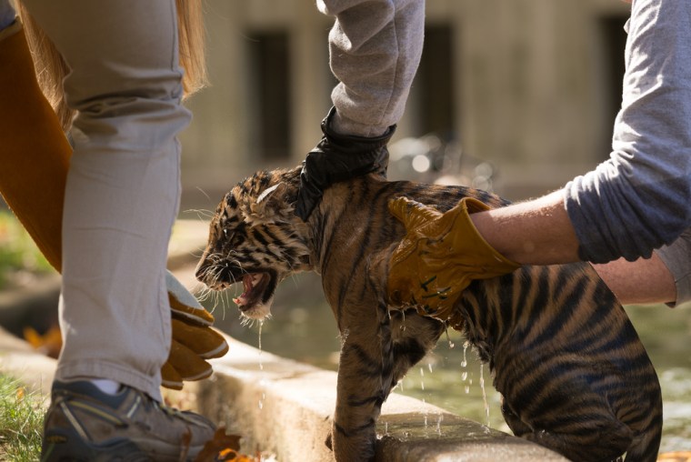 National Zoo Is Hoping For Tiger Babies