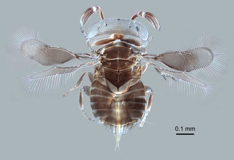 This newly discovered wasp genus from Borneo is just a millimeter long.