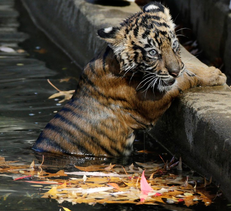 Male Sumatran tiger cub Bandar crawls out of a moat at the Smithsonian National Zoo after a swim test.