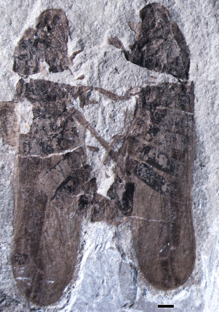 Fossil of a male and female froghopper having sex