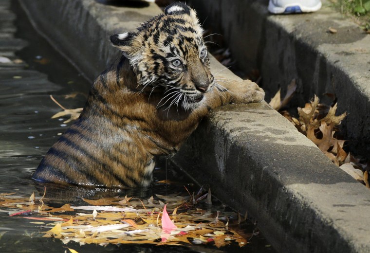 After passing his swim test, Bandar climbs out of the moat.