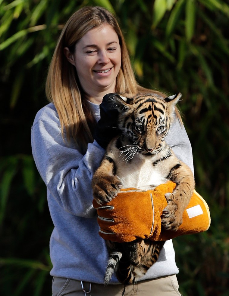 Back on dry land after her swim test, tiger cub Sukacita gets bundled up by biologist Leigh Pitsko.
