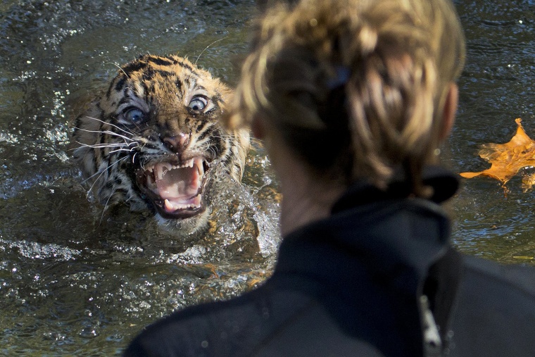 A three-month-old Sumatran tiger cub named \"Bandar\" shows his displeasure after being dunked in the tiger exhibit moat for a swim reliability test at ...