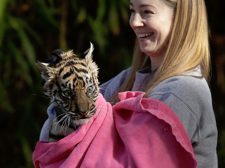 Sukacita, a female tiger cub, gets dried off by biologist Leigh Pitsko after passing her swim test with flying colors.