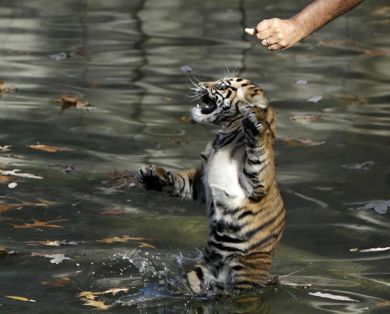 Bandar gets tossed into the deep end for his swim test.