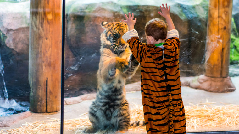 Marshall David Shaffer, two-years-old, plays with tiger cub Kali at the Point Defiance Zoo in Tacoma, Wa.
