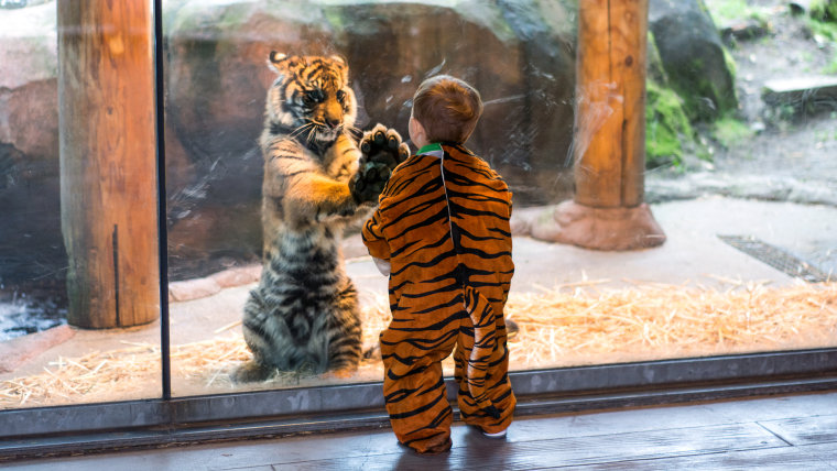 Marshall David Shaffer, two-years-old, plays with tiger cub Kali at the Point Defiance Zoo in Tacoma, Wa.