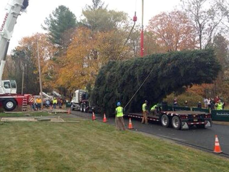 The future Rockefeller Center Christmas tree, en route to New York.