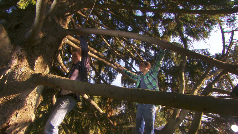 The Norway spruce is 76 feet tall and weighs 12 tons, and it was first planted by the original owner of the Vargoshe family's home more than 60 years ago.