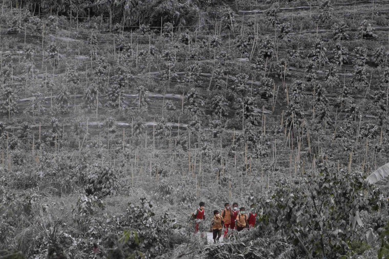 Students walk between chilli trees covered by ash from Mount Sinabung Mount as they return home in Indonesia's north Sumatra province on Friday, Nov. 8.