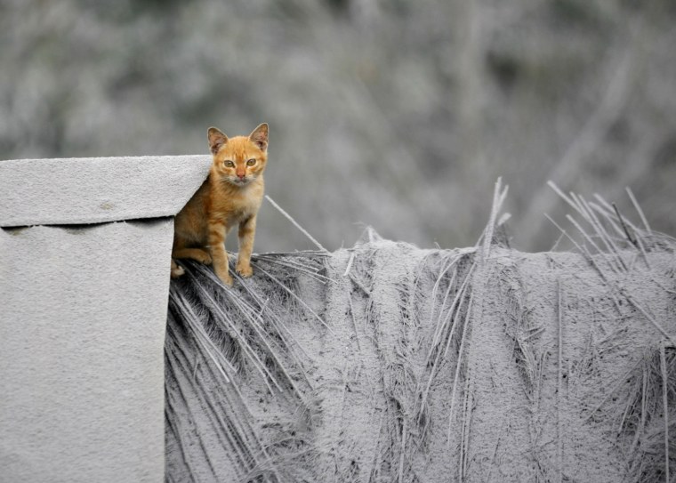 A kitten sits on the roof of a house that is covered with volcanic ash from the eruption of Mount Sinabung in Mardingding, North Sumatra, on Nov. 6.