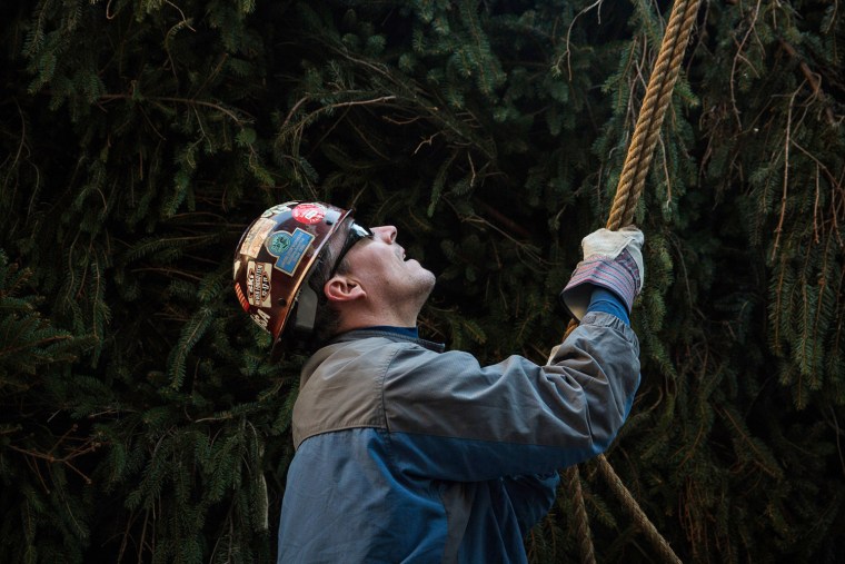 A worker helps prepare the tree.