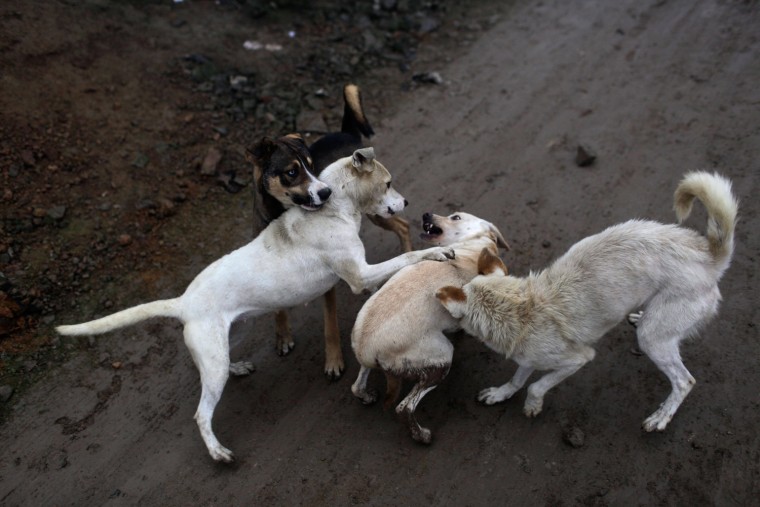A pack of strays attack another street dog in the Villa Maria del Triunfo district in Lima, Peru, on Aug. 4.