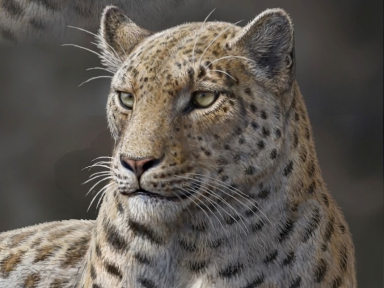 Image: Panthera blytheae