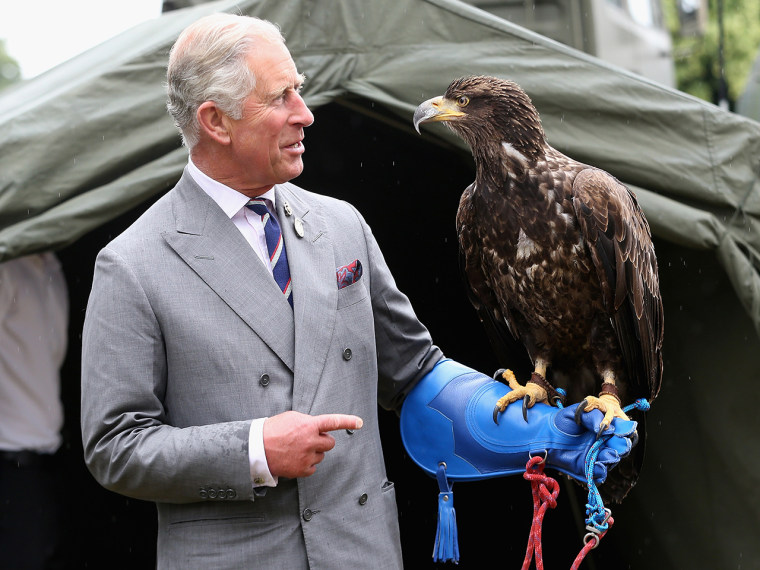 KING'S LYNN, ENGLAND - JULY 31:  Prince Charles, Prince of Wales holds a bald eagle called Zephyr during a visit to the 132nd Sandringham Flower Show ...