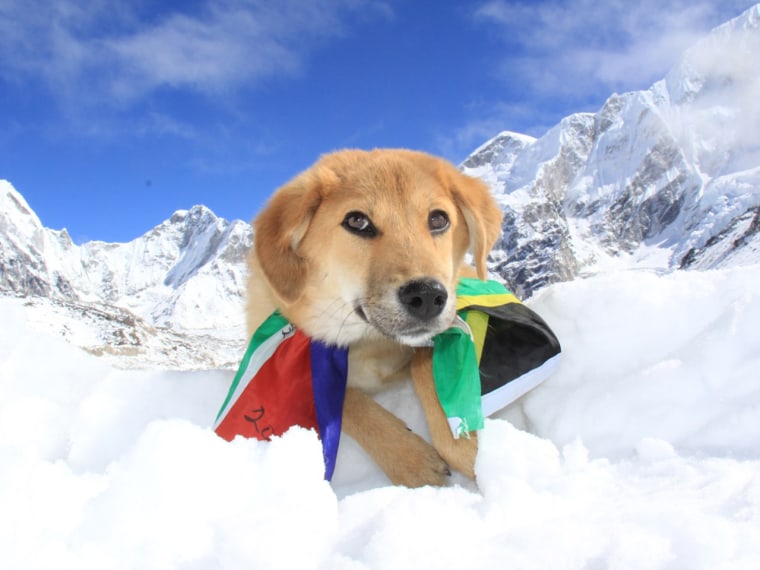 Image: Rupee the dog on Mount Everest