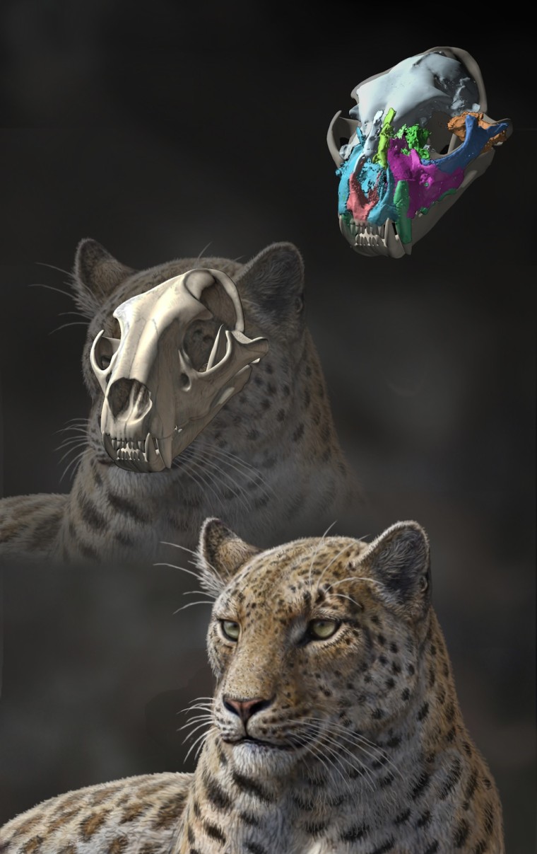 Image: Panthera blytheae