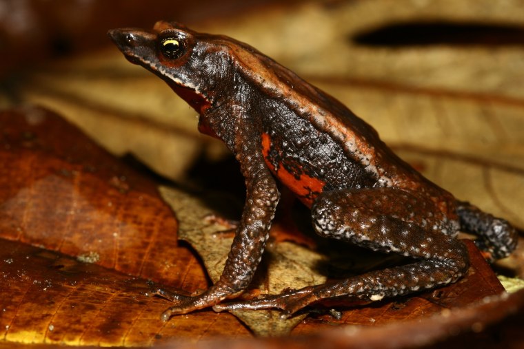 The critically endangered harlequin frog Atelopus nahumae