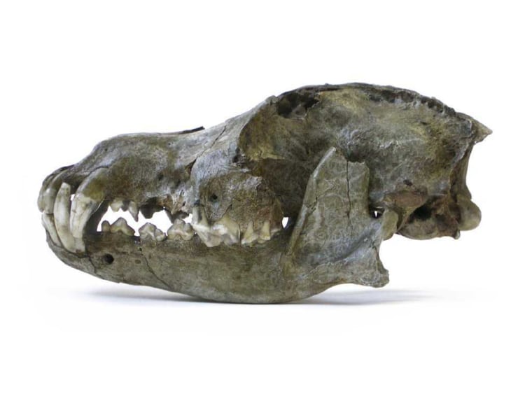 Image: Ancient wolf skull