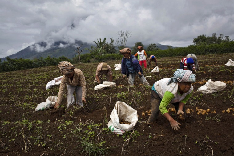 Villagers harvest potatoes in a field less than four kilometers from Mount Sinabung.