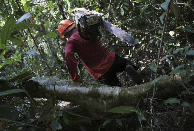 A man named Alejandro carries his chainsaw after illegally cutting down a tree from virgin Amazon rain forest inside the Jamanxim National Park, June 24, 2013.