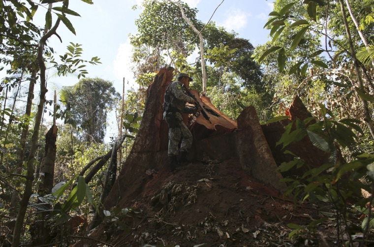A police officer inspects a tree illegally felled in Jamanxim National Park, near the city of Novo Progresso, Para State, June 21, 2013.