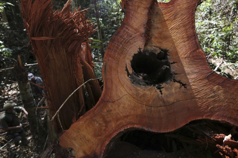 A tree, which was illegally felled, lies on the floor of the rain forest in Jamanxim National Park, June 21, 2013.